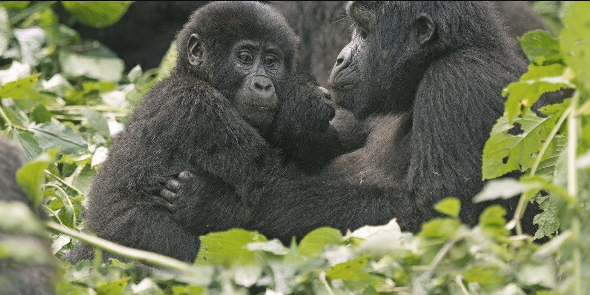 Gorilla Families In Rwanda