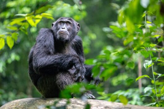 Facts a Tourist Should know about Chimpanzees the incredible primates and astonishing creatures that adjust in the tropical woods of Africa