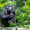 Facts a Tourist Should know about Chimpanzees the incredible primates and astonishing creatures that adjust in the tropical woods of Africa