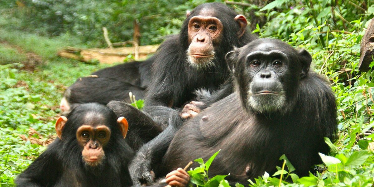 Chimpanzee tracking in Rwanda