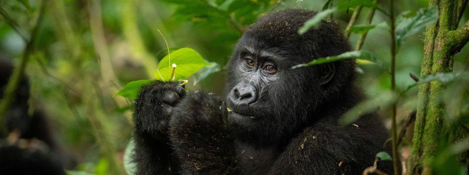 Gorilla Safari and Wildlife in Uganda-15 Days - Amakula African Safaris