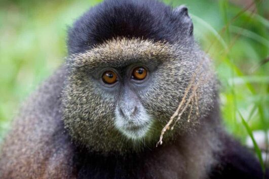 Golden Monkey Trekking Rwanda – Volcanoes National Park: They are popular for their unique characters and are highly extinct