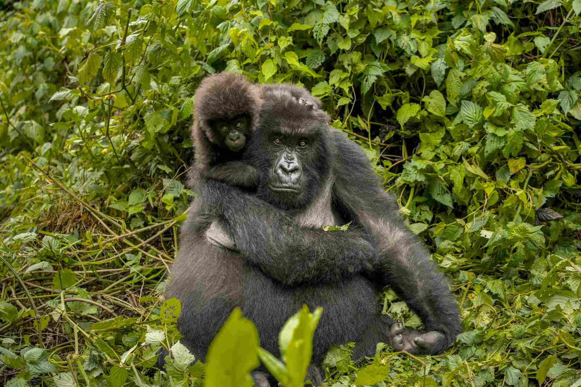 Rwanda Gorilla Safaris 