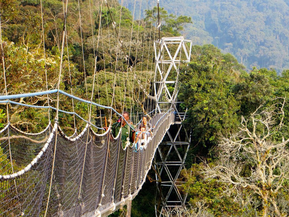 Chimpanzee tracking in Rwanda