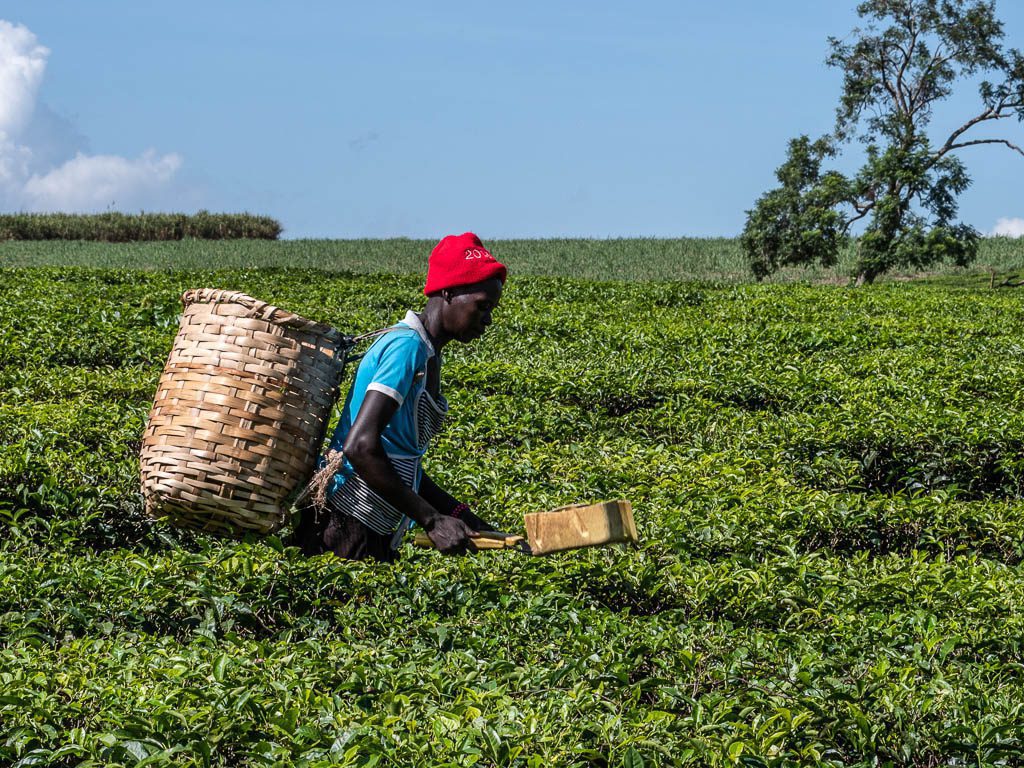 tea plantation