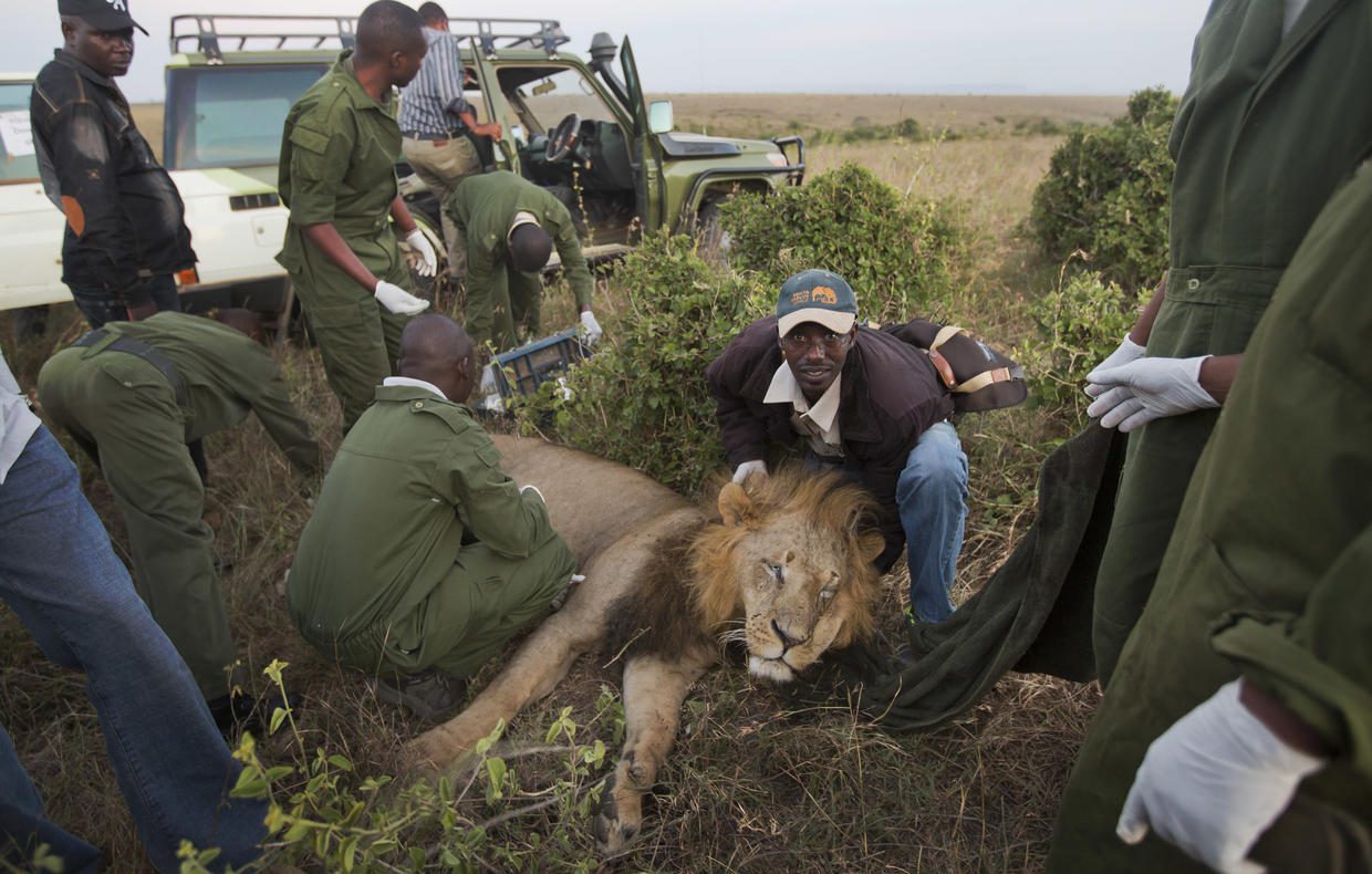 Lion tracking