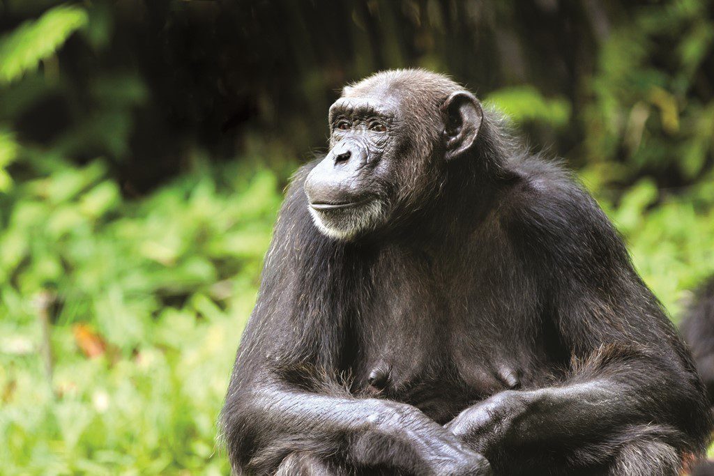 chimpanzee