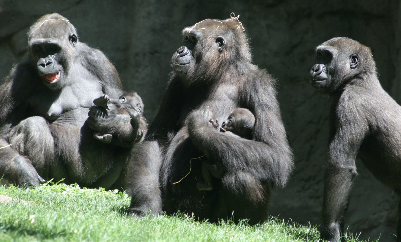 western lowland gorillas